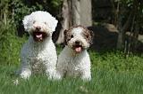 LAGOTTO 002